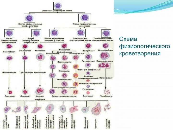 Схема физиологического кроветворения