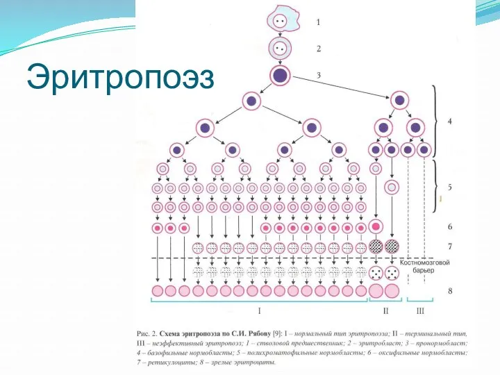 Эритропоэз