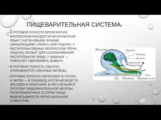 ПИЩЕВАРИТЕЛЬНАЯ СИСТЕМА: В РОТОВОЙ ПОЛОСТИ БРЮХОНОГИХ МОЛЛЮСКОВ НАХОДИТСЯ МУСКУЛИСТЫЙ ЯЗЫК