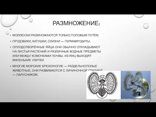 РАЗМНОЖЕНИЕ: МОЛЛЮСКИ РАЗМНОЖАЮТСЯ ТОЛЬКО ПОЛОВЫМ ПУТЁМ. ПРУДОВИКИ, КАТУШКИ, СЛИЗНИ —