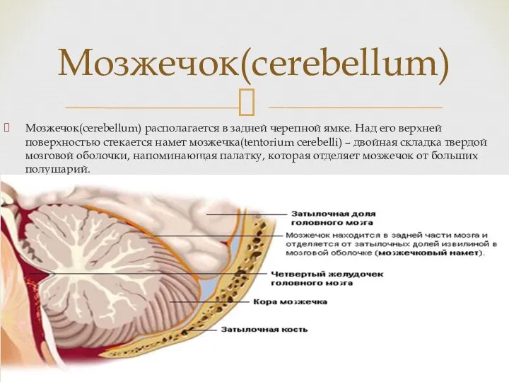 Мозжечок(cerebellum) Мозжечок(cerebellum) располагается в задней черепной ямке. Над его верхней поверхностью стекается намет