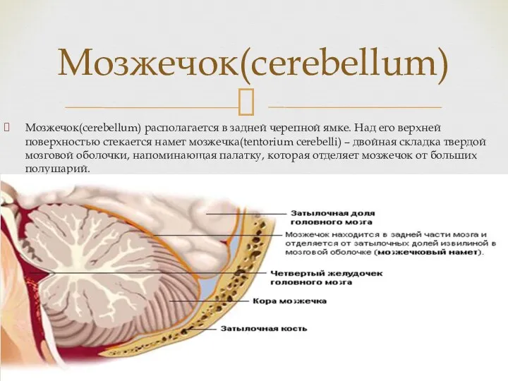 Мозжечок(cerebellum) Мозжечок(cerebellum) располагается в задней черепной ямке. Над его верхней