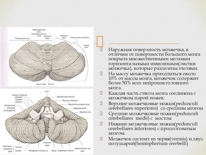 Наружная поверхность мозжечка, в отличии от поверхности большого мозга покрыта