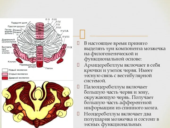 В настоящее время принято выделять три компонента мозжечка на филогенетической