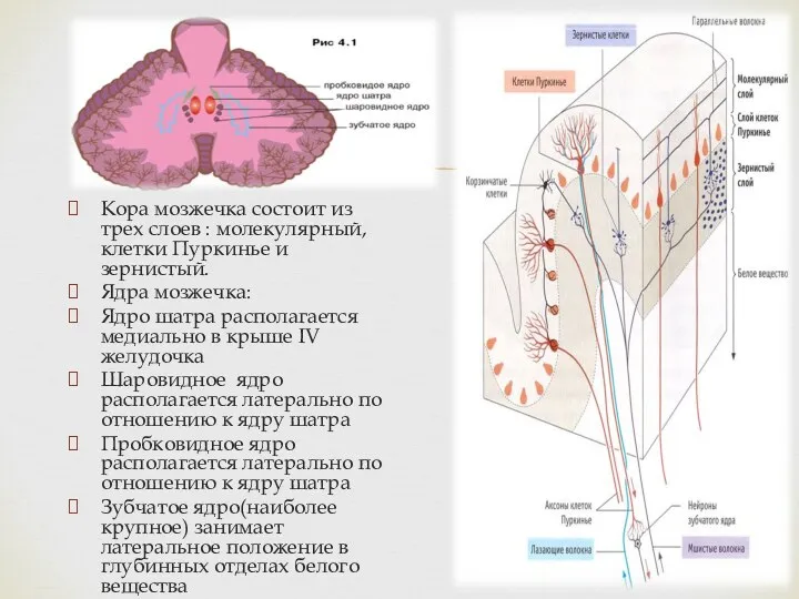 Кора мозжечка состоит из трех слоев : молекулярный, клетки Пуркинье и зернистый. Ядра