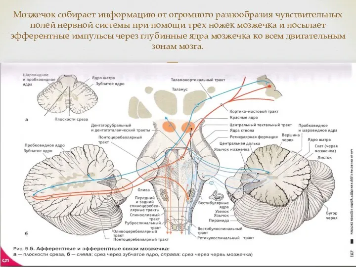 Мозжечок собирает информацию от огромного разнообразия чувствительных полей нервной системы при помощи трех