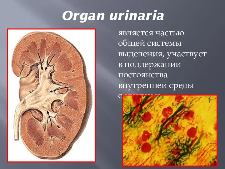 Organ urinaria является частью общей системы выделения, участвует в поддержании постоянства внутренней среды организма.