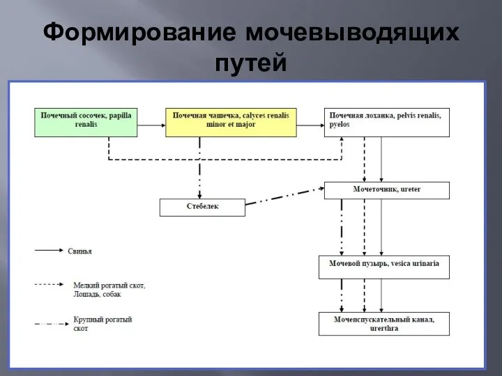 Формирование мочевыводящих путей