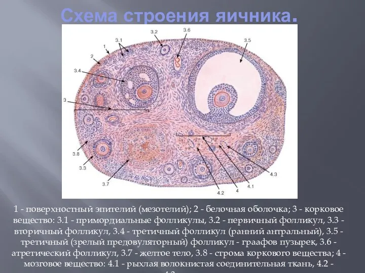 Схема строения яичника. 1 - поверхностный эпителий (мезотелий); 2 -