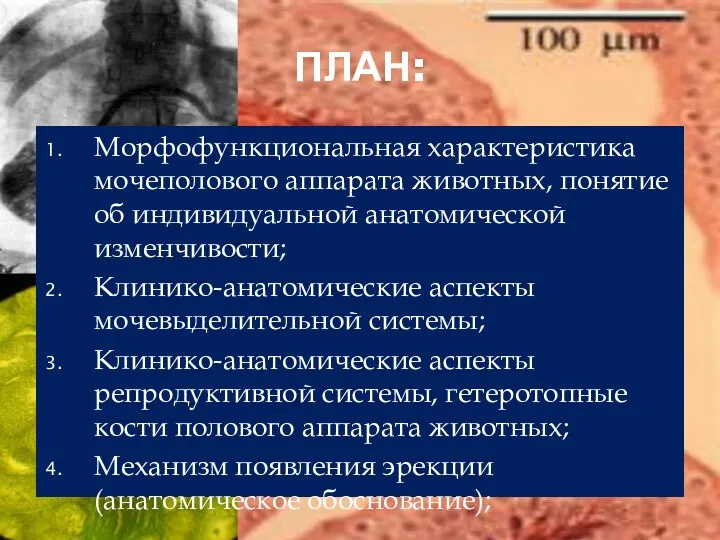 ПЛАН: Морфофункциональная характеристика мочеполового аппарата животных, понятие об индивидуальной анатомической