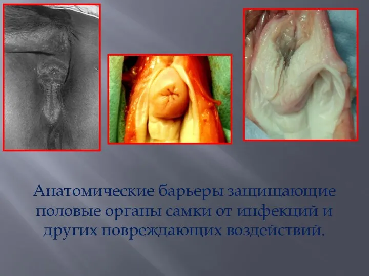 Анатомические барьеры защищающие половые органы самки от инфекций и других повреждающих воздействий.