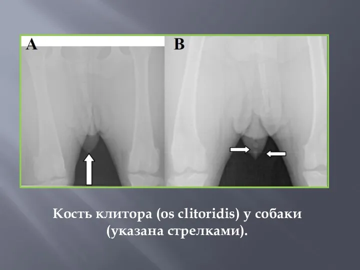 Кость клитора (os clitoridis) у собаки (указана стрелками).