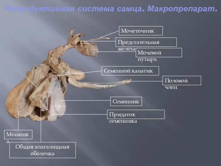 Репродуктивная система самца. Макропрепарат. Мошонка Общая влагалищная оболочка Придаток семенника