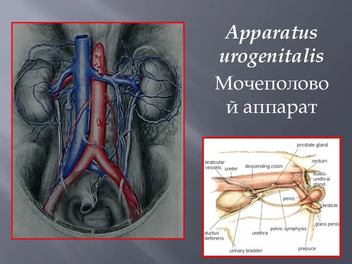 Apparatus urogenitalis Мочеполовой аппарат