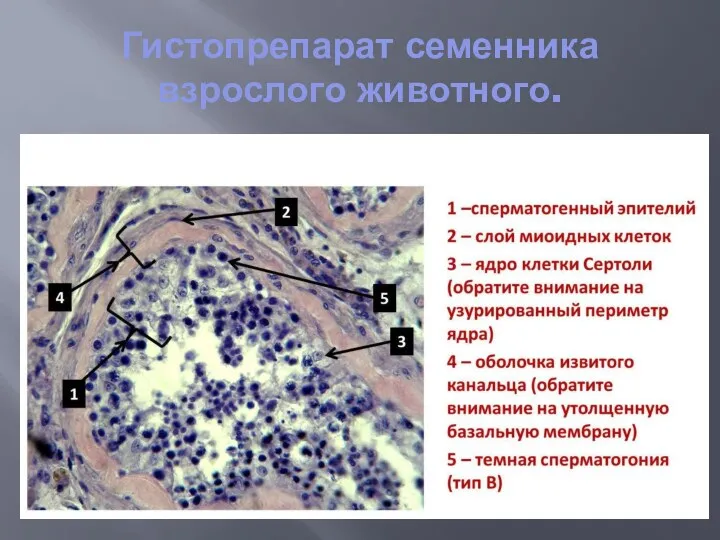 Гистопрепарат семенника взрослого животного.