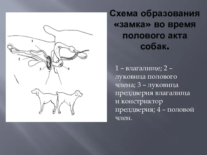 Схема образования «замка» во время полового акта собак. 1 –