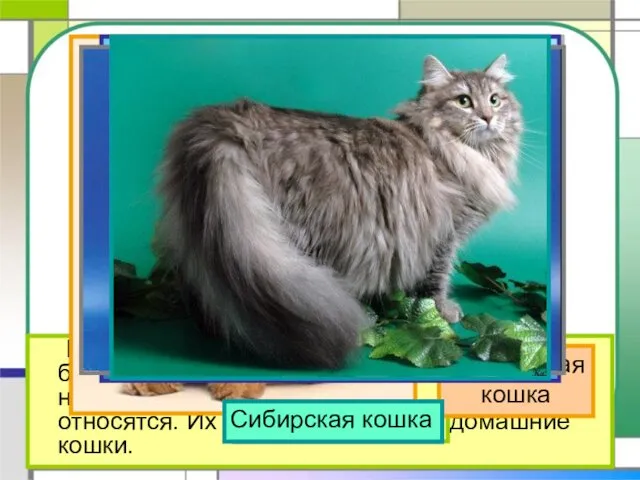 На свете около 60 разных пород кошек. Но большинство тех