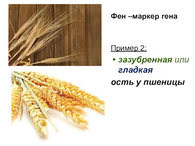 Фен –маркер гена Пример 2: зазубренная или гладкая ость у пшеницы