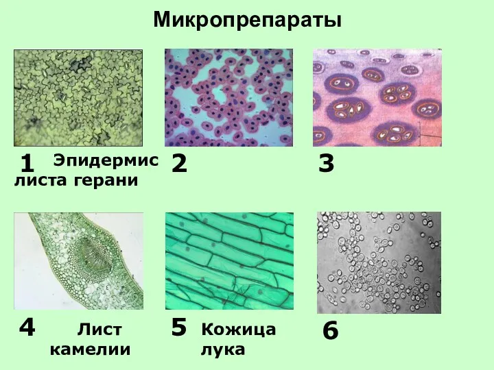 Микропрепараты 6 5 4 3 2 1 Эпидермис листа герани Лист камелии Кожица лука