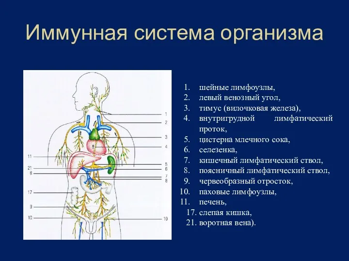 Иммунная система организма шейные лимфоузлы, левый венозный угол, тимус (вилочковая железа), внутригрудной лимфатический
