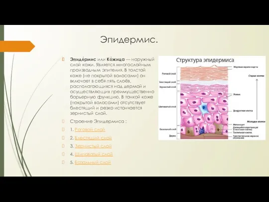 Эпидермис. Эпиде́рмис или Ко́жица — наружный слой кожи. Является многослойным производным эпителия. В
