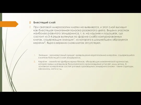 Блестящий слой При световой микроскопии клетки не выявляются, и этот слой выглядит как