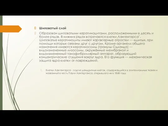 Шиповатый слой Образован шиповатыми кератиноцитами, расположенными в десять и более рядов. В нижних