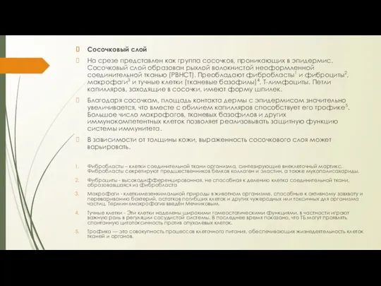 Сосочковый слой На срезе представлен как группа сосочков, проникающих в