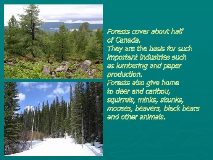 Forests cover about half of Canada. They are the basis
