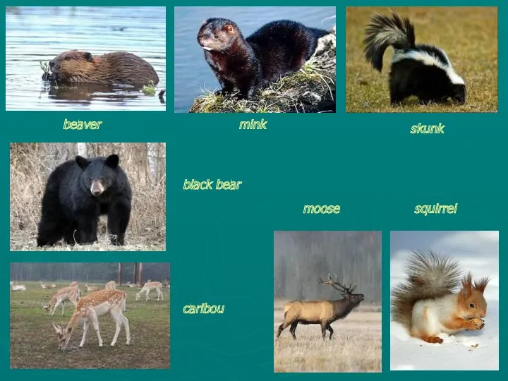 beaver mink skunk black bear caribou moose squirrel