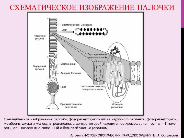 СХЕМАТИЧЕСКОЕ ИЗОБРАЖЕНИЕ ПАЛОЧКИ Схематическое изображение палочки, фоторецепторного диска наружного сегмента,