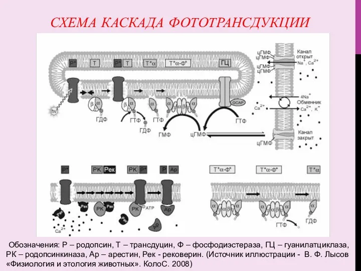 СХЕМА КАСКАДА ФОТОТРАНСДУКЦИИ Обозначения: Р – родопсин, Т – трансдуцин,