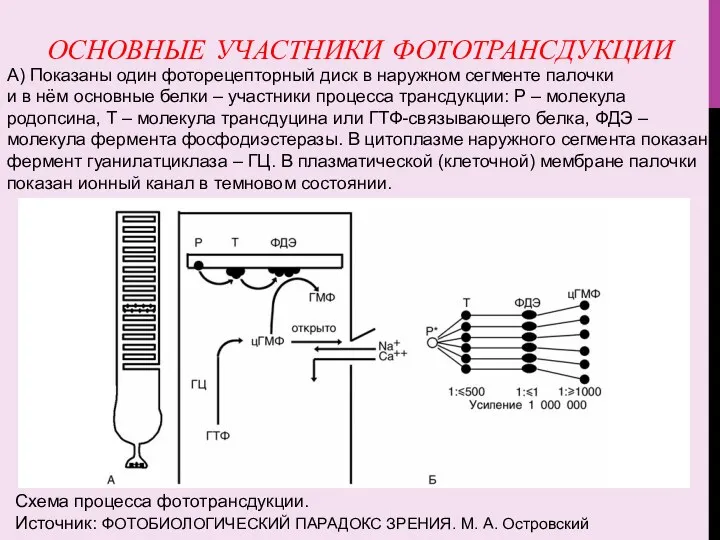ОСНОВНЫЕ УЧАСТНИКИ ФОТОТРАНСДУКЦИИ Схема процесса фототрансдукции. Источник: ФОТОБИОЛОГИЧЕСКИЙ ПАРАДОКС ЗРЕНИЯ.