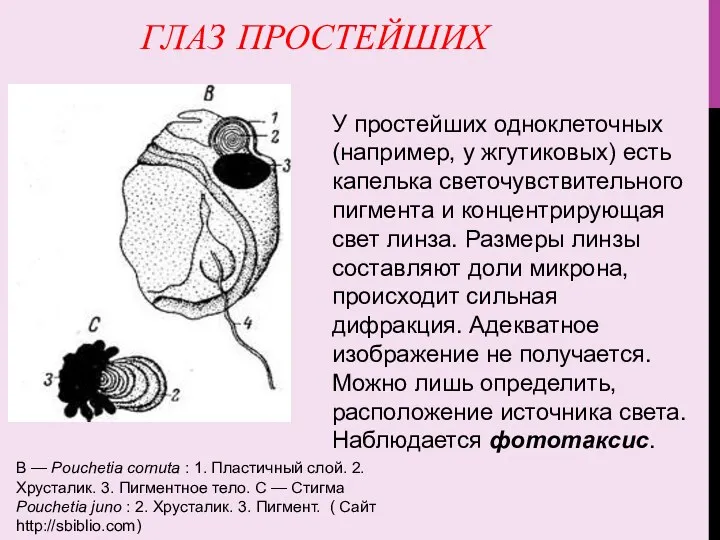 ГЛАЗ ПРОСТЕЙШИХ В — Pouchetia cornuta : 1. Пластичный слой.