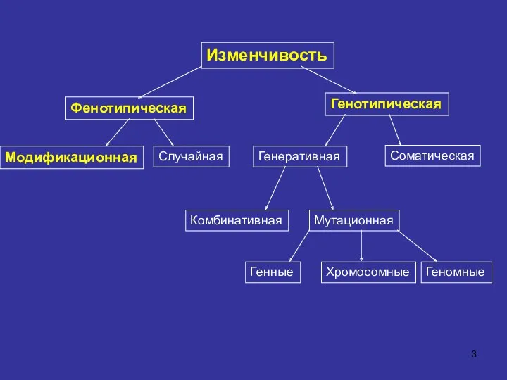 Изменчивость Фенотипическая Генотипическая Случайная Модификационная Генеративная Соматическая Комбинативная Мутационная Генные Хромосомные Геномные