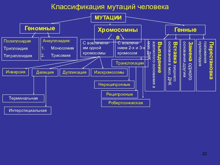 Классификация мутаций человека МУТАЦИИ Геномные Хромосомные Генные Полиплоидия Триплоидия Тетраплоидия