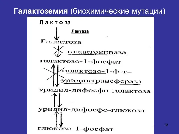 Галактоземия (биохимические мутации) Лактаза Л а к т о за