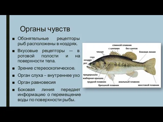 Органы чувств Обонятельные рецепторы рыб расположены в ноздрях. Вкусовые рецепторы