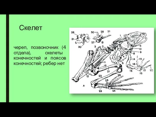 Скелет череп, позвоночник (4 отдела), скелеты конечностей и поясов конечностей; ребер нет