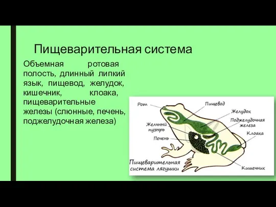 Пищеварительная система Объемная ротовая полость, длинный липкий язык, пищевод, желудок,