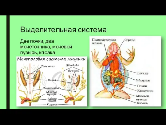 Выделительная система Две почки, два мочеточника, мочевой пузырь, клоака