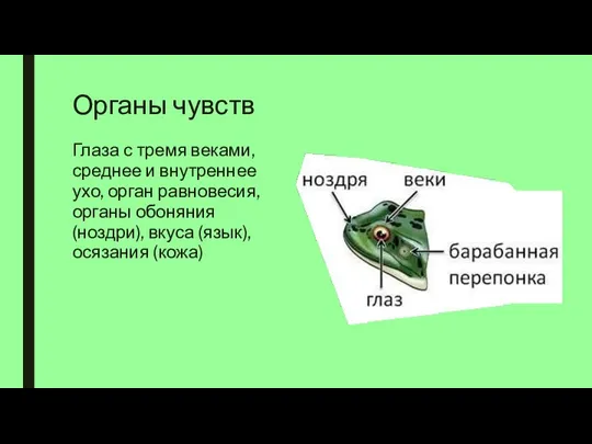 Органы чувств Глаза с тремя веками, среднее и внутреннее ухо,