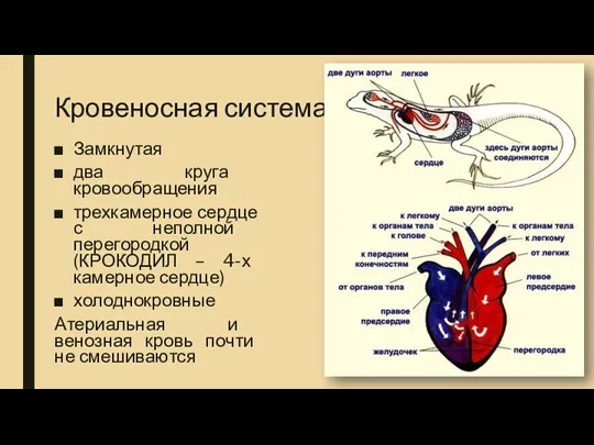 Кровеносная система Замкнутая два круга кровообращения трехкамерное сердце с неполной