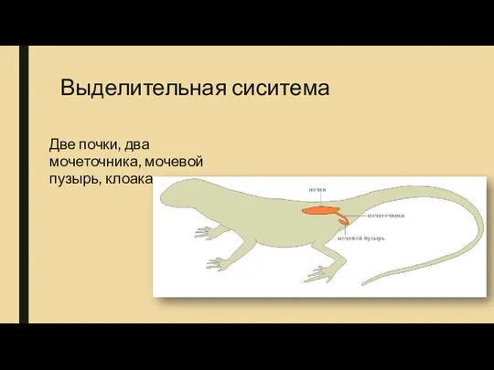 Выделительная сиситема Две почки, два мочеточника, мочевой пузырь, клоака