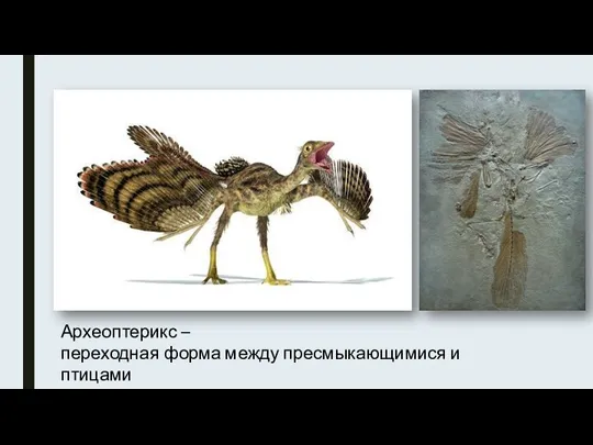 Археоптерикс – переходная форма между пресмыкающимися и птицами