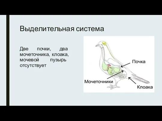 Выделительная система Две почки, два мочеточника, клоака, мочевой пузырь отсутствует