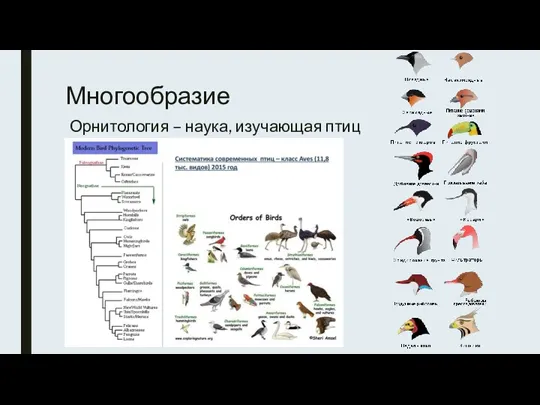 Многообразие Орнитология – наука, изучающая птиц
