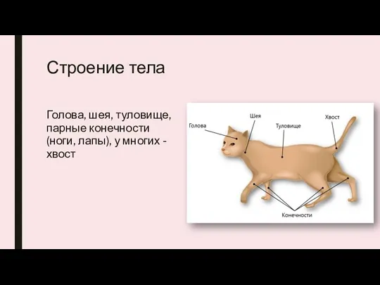 Строение тела Голова, шея, туловище, парные конечности (ноги, лапы), у многих - хвост