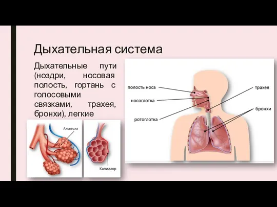 Дыхательная система Дыхательные пути (ноздри, носовая полость, гортань с голосовыми связками, трахея, бронхи), легкие