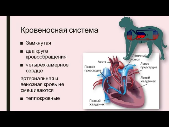 Кровеносная система Замкнутая два круга кровообращения четырехкамерное сердце артериальная и венозная кровь не смешиваются теплокровные